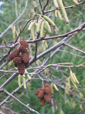 Balls-n-Dangles, Alder (02-13-05)