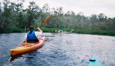 Kayaking Alligator River