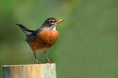 American Robin