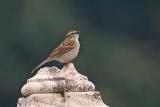 Chipping Sparrow