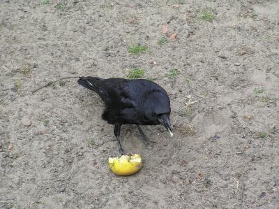 Carrion Crow (Corvus Corone Corone) - Belgium, 20-05-2004