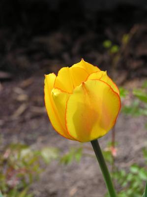 Darwin Tulip
