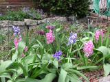Hyacinths and Fritillaria Meleagris