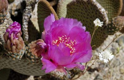 Cactus Flower_1547.jpg