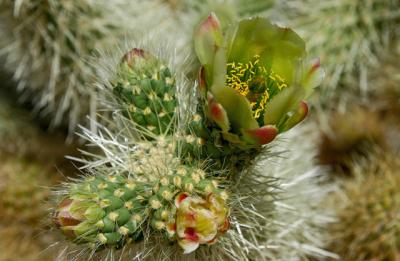 Cactus Flower_1553.jpg