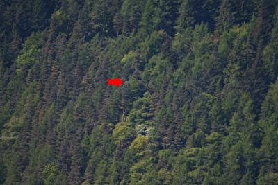 Osprey Nest