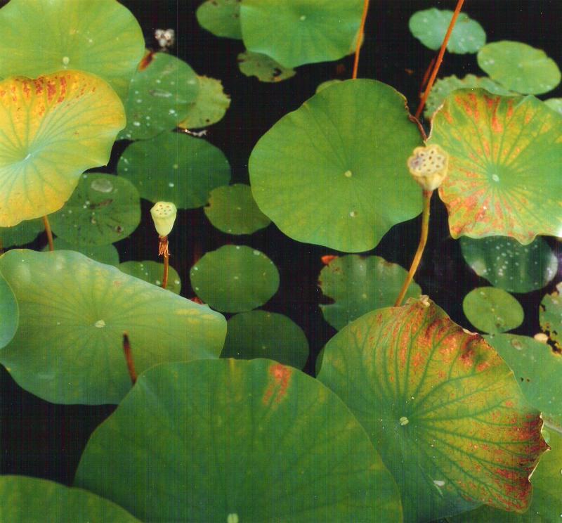 jardin Botanique.Montreal