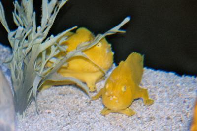 Ripley's Aquarium