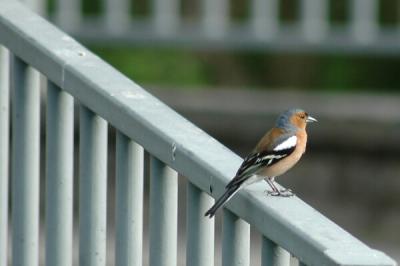 u45/nikond70/medium/28967129.ChaffinchFringillacoelebs.jpg