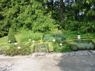 Herb garden.jpg