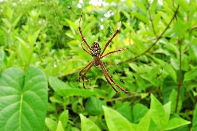 DSC_3206JungleSpiderFxSh2Sm.jpg