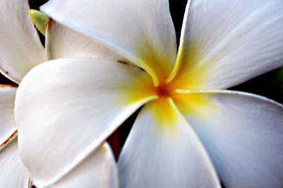 DSC_3477plumeriaFxSh2Sm.jpg