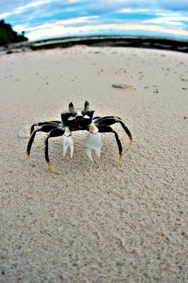 DSC_3535NsideCrab2FxSh2Sm.jpg