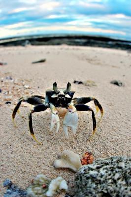 DSC_3546NsideCrab4FxSh3Sm.jpg