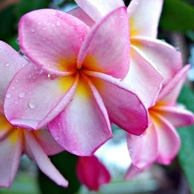 DSC_4275PinkPlumariaFxSh2Sm.jpg