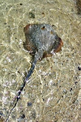 DSC_5467StingRay4FxSh_Sm.jpg