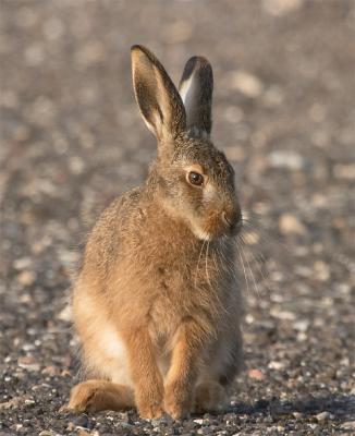 Sitting Hare