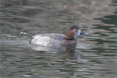 TaffelAnd female