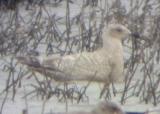 Thayers Gull 2-13-05 - 1