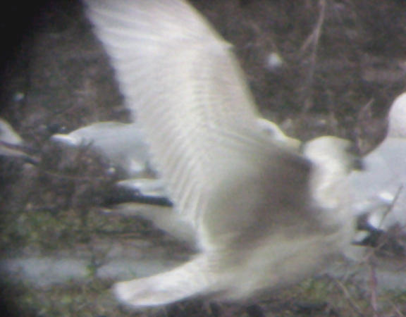 Iceland Cull - 2-13-05 smaller - wings