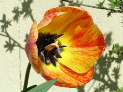 tulip6.jpg