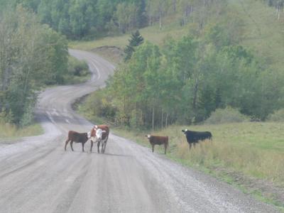 Road-hazzard.jpg