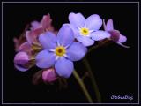 Forget-Me-Nots.jpg