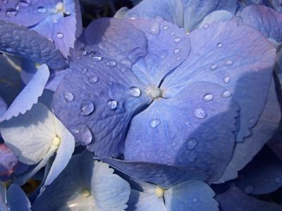 u45/omd01639/medium/28862310.hydrangea_macro1.jpg