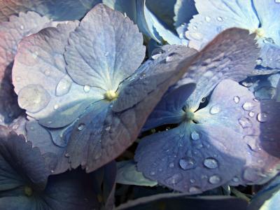 hydrangea macro5