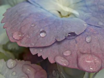 hydrangea macro6