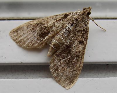 moth on window sill