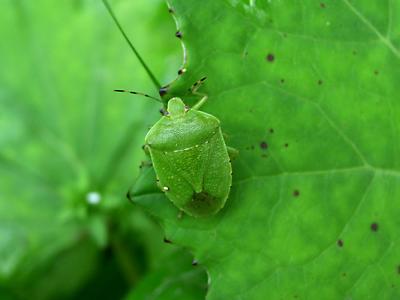 stink bug