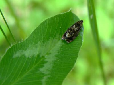 moth on clover
