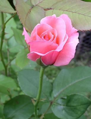 pinkrose2004-02