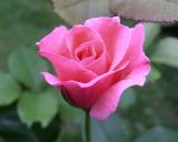 pink rose 2004