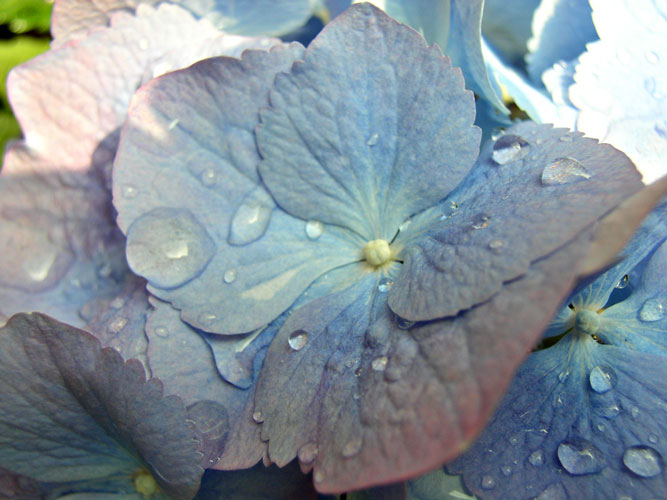 hydrangea macro3