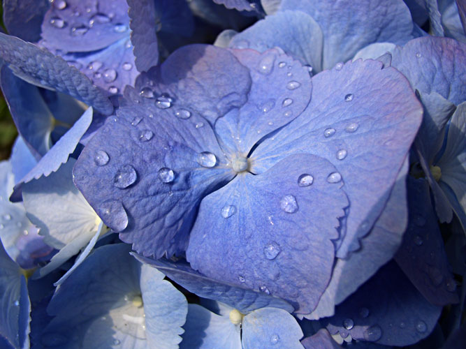 hydrangea macro4