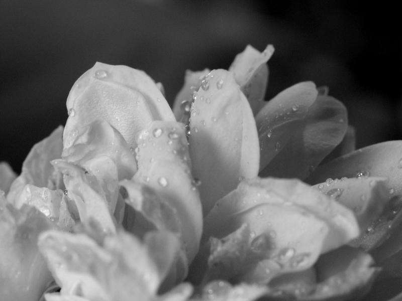 White Rose.jpg