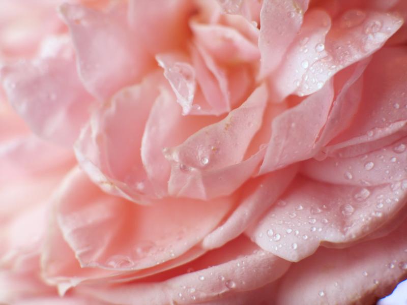 Pink Rose 2.jpg