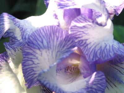 Purple.jpg