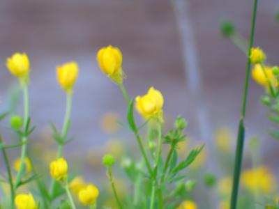 u45/ooochromeooo/medium/29097703.Buttercups.jpg