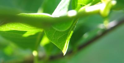 Green Leaf.jpg