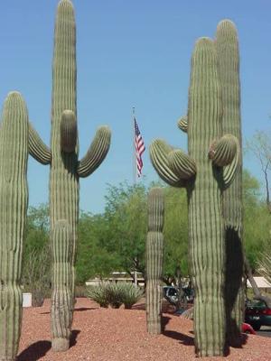 beautiful cacti and the American flag