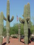 beautiful cacti and <br>the American flag