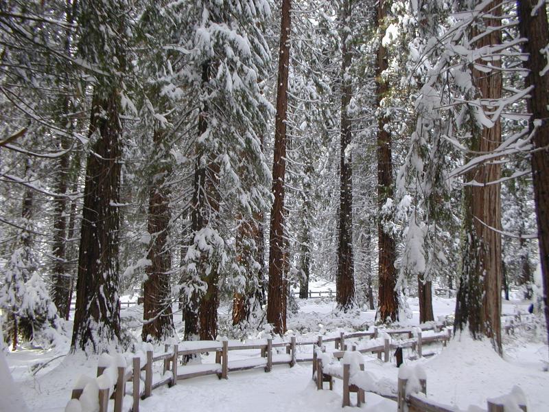 Winter in Sierra Mountains