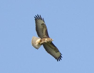 CRW_5768.jpg