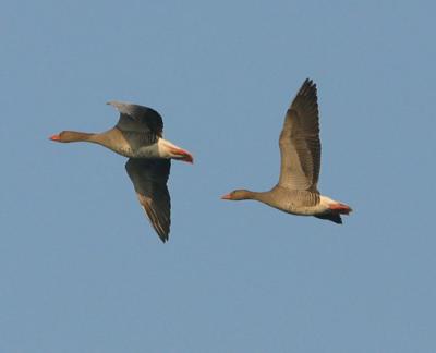 Img_0426.jpg