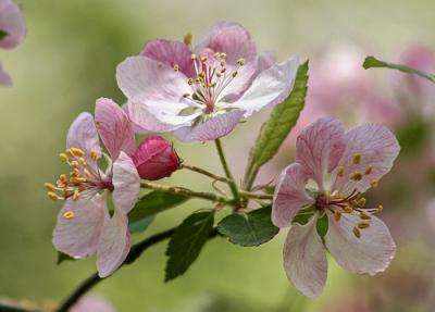 Apple Blossoms original
