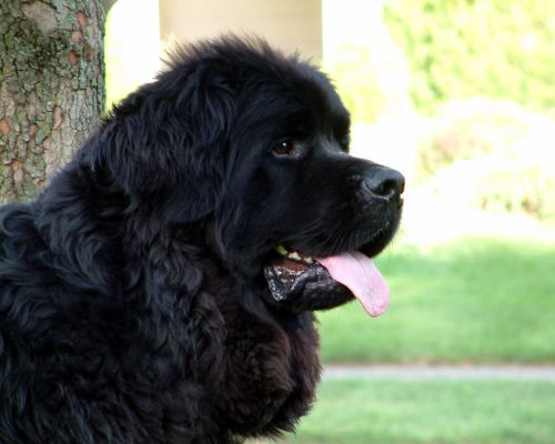 Big  Dog original