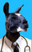 drllama.jpg